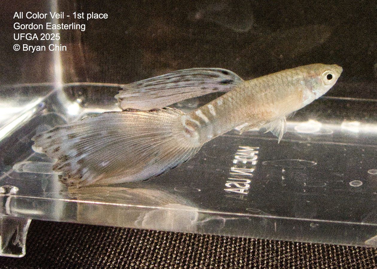 Guppy Veil